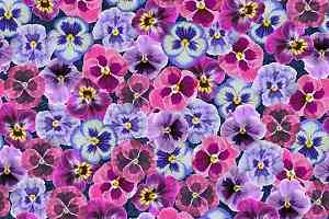 Ковролин Flotex Vision Image 000410 Pink Floral фото  | FLOORDEALER